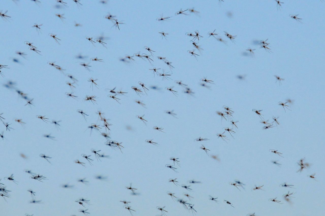 A mating swarm of small flies (Chironomidae / Culicidae) — no queen, no caste..